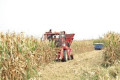陕西咸阳承包地200元一亩，300亩地种植小麦和玉米利润怎么样有没有专家分析一下成本