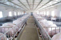 建一个年出栏500头的养猪场需要多少钱