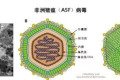 非洲猪瘟最怕什么环境