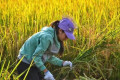 可耕种土地越来越少,新型农民必须要科学种植吗