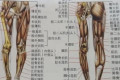 为什么中国男性多数都胸肌不壮实