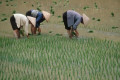 土地荒废无人耕种的基本原因在哪里查