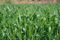 冬小麦下种量每亩多少最佳?,小麦播种行距多少产量高