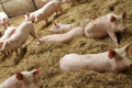 养猪一天的成本是多少,自繁自养养羊100只利润和成本