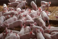 非洲猪瘟会影响生猪养殖吗(非洲猪瘟会导致全国都没有猪吗)