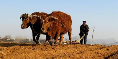 为什么在城里生活惯了的农村人再回到农村就不习惯农村的生活了呢