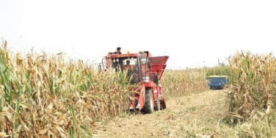 陕西咸阳承包地200元一亩，300亩地种植小麦和玉米利润怎么样有没有专家分析一下成本