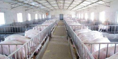 建一个年出栏500头的养猪场需要多少钱
