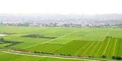 农民该不该把地承包给种田大户