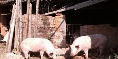 农村养猪污染环境怎么办