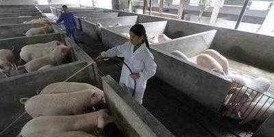 非洲猪瘟发病后，养殖户囤积剩下的饲料可以给没发病地区的生猪喂养吗会不会传染