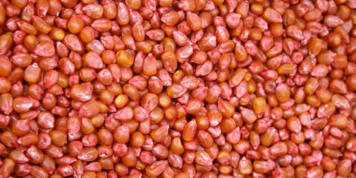 玉米价格和豆粕价格最新报价,豆粕和玉米价格上涨