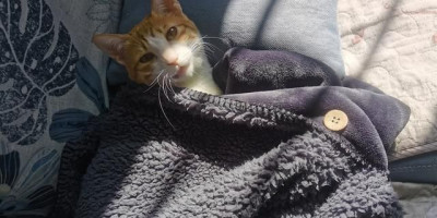有哪些搞笑的猫咪表情包(猫咪的迷惑行为表情包)