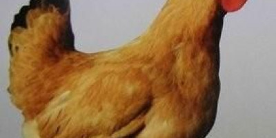 鸡鸭鱼羊猪的哪些部位是不能吃的