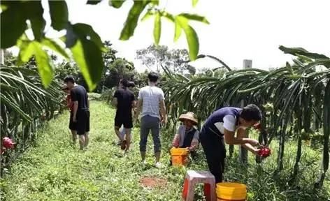 为什么在城里生活惯了的农村人再回到农村就不习惯农村的生活了呢图 6