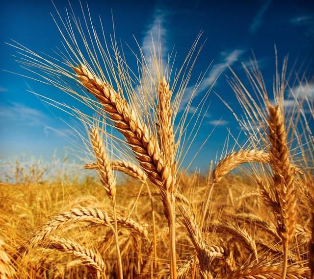 陕西咸阳承包地 200 元一亩，300 亩地种植小麦和玉米利润怎么样有没有专家分析一下成本图 2