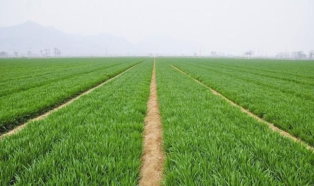 陕西咸阳承包地 200 元一亩，300 亩地种植小麦和玉米利润怎么样有没有专家分析一下成本图 3