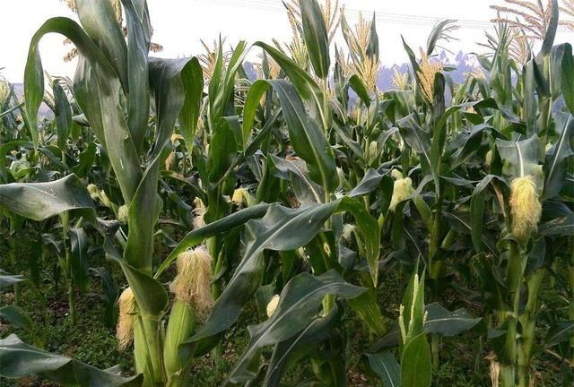 陕西咸阳承包地 200 元一亩，300 亩地种植小麦和玉米利润怎么样有没有专家分析一下成本图 4