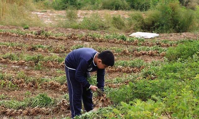 八零九零后年轻人都不种田了, 农村会面临怎样的变化呢图 2