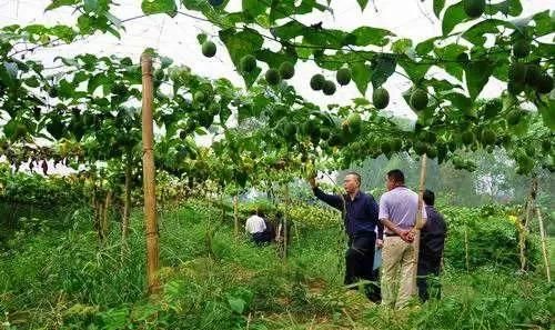 八零九零后年轻人都不种田了, 农村会面临怎样的变化呢图 7