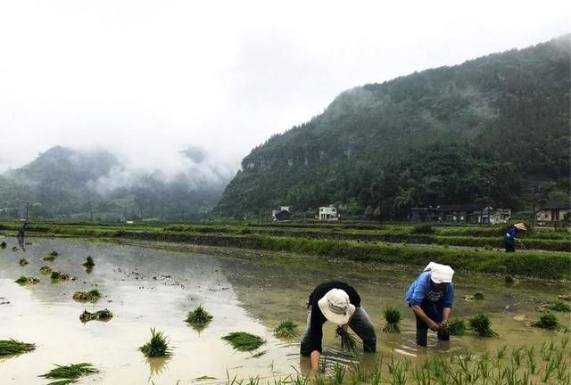 让你放弃现在的工作到大山过着鸟语花香的生活，你愿意吗图 4