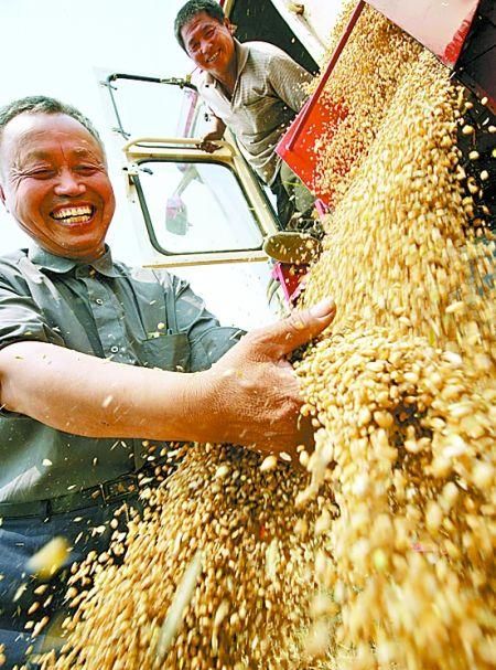 受国际粮价影响，国内玉米大豆价格上涨，小麦、稻米为什么不涨图2