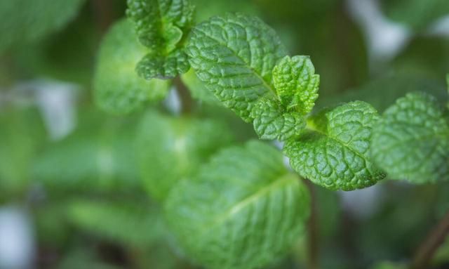 现在好多人都爱吃野菜,农村哪种野菜最受欢迎呢图3