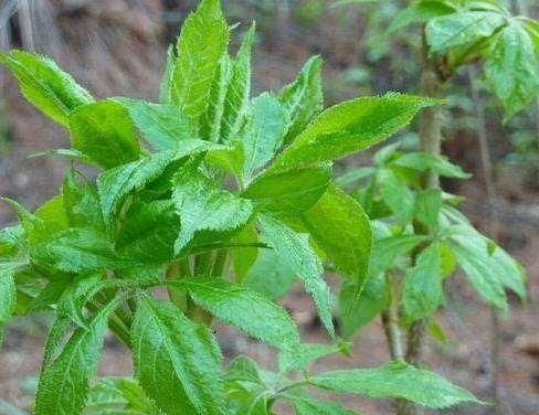 现在好多人都爱吃野菜, 农村哪种野菜最受欢迎呢图 6