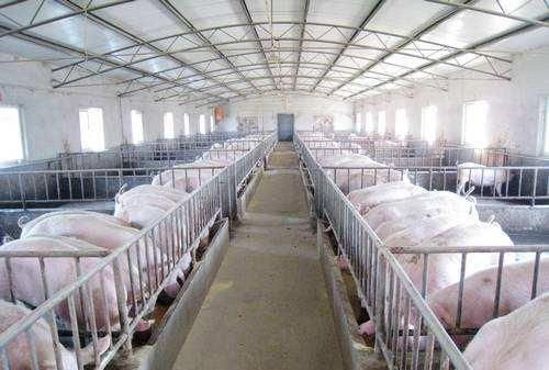 建一个年出栏500头的养猪场需要多少钱图1