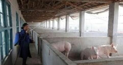 建一个年出栏500头的养猪场需要多少钱图8