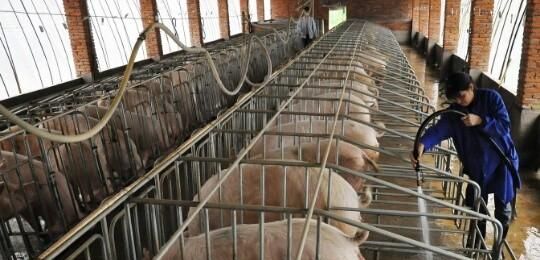 建一个年出栏500头的养猪场需要多少钱图9