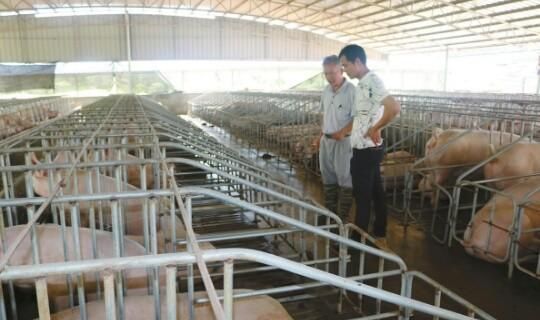 建一个年出栏500头的养猪场需要多少钱图10