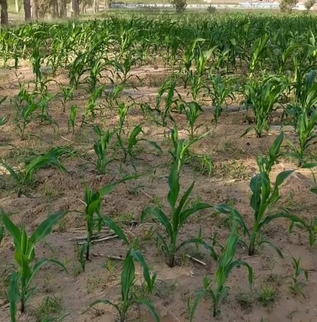 北方农村土地种植什么好，年年种植?，根本不挣钱图4