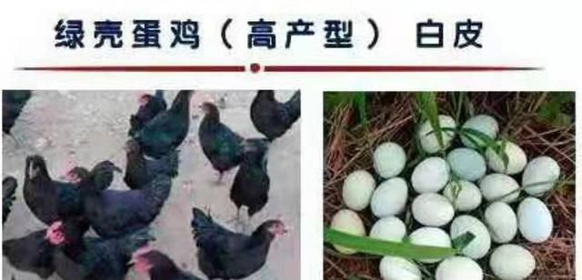在农村散养蛋鸡，哪一种鸡产蛋多，而且销路好，还产得是褐壳的鸡蛋图 3
