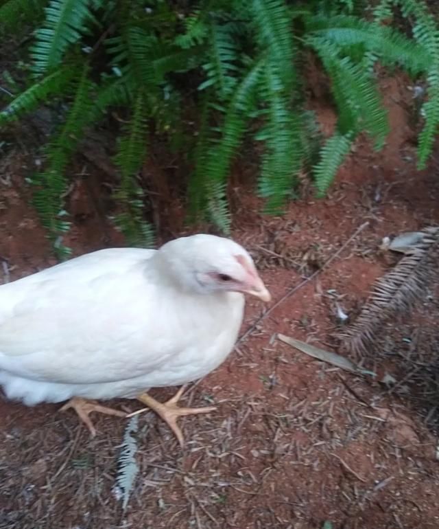 在农村散养蛋鸡，哪一种鸡产蛋多，而且销路好，还产得是褐壳的鸡蛋图 5