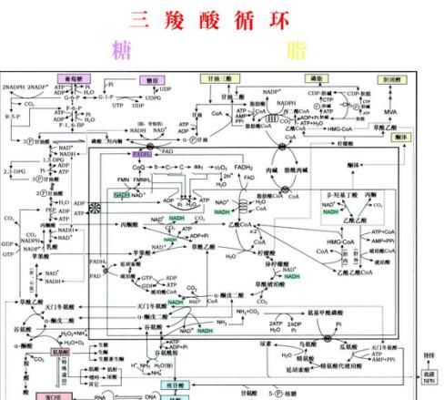 为什么一直在瘦下去图 4