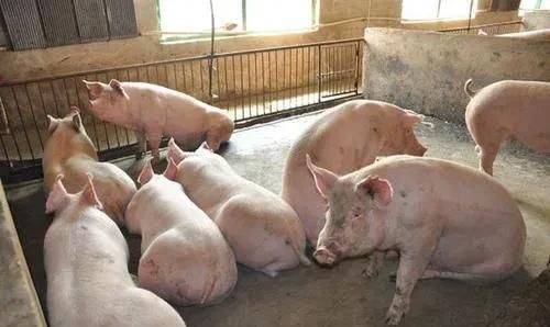 现在的猪这么不好养，大集团还在不断扩建，农村养猪人该何去何从图3