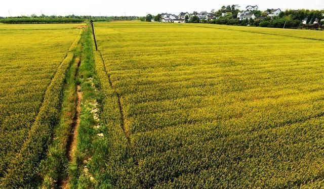 农村包地 100 亩种小麦能挣钱图 2