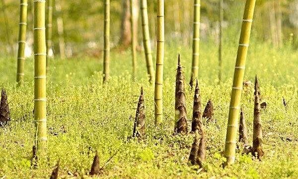 农村田野很多野菜都冒出了头，什么野菜是这个时节比较好采又好吃的图 11