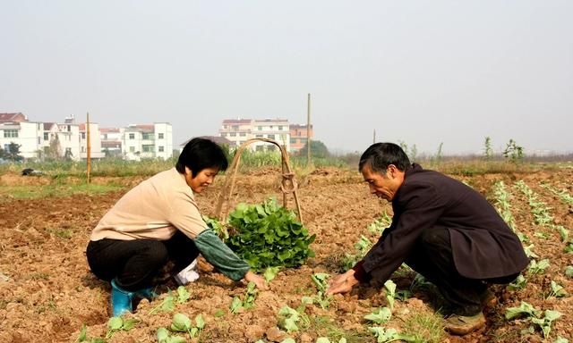 种油菜什么时候种最好图 11