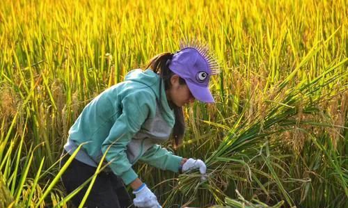 可耕种土地越来越少,新型农民必须要科学种植吗图1