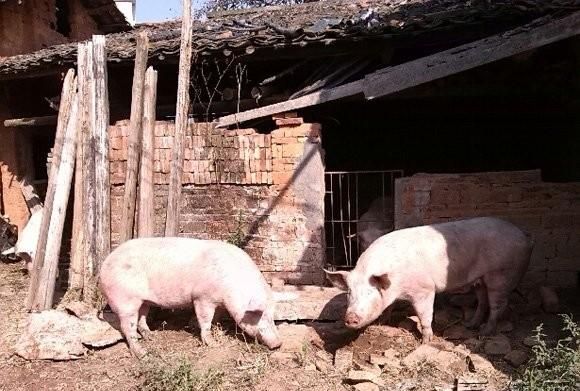 农村养猪污染环境怎么办图1