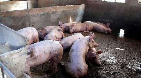 农村养猪污染环境怎么办图2