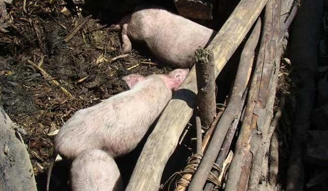 农村养猪污染环境怎么办图4