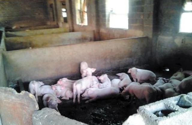 农村养猪污染环境怎么办图 7
