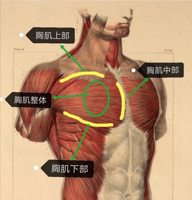 胸肌和腹肌应该怎么练? 无机械的图 2