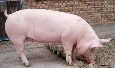 养一头猪赔640，过山车般的猪肉价格，到底还能不能养猪图2