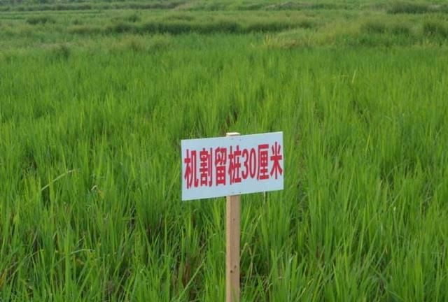 水稻收割后留在田里的部分又长出来的禾苗可以结稻谷吗图 4