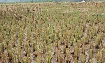 水稻收割后留在田里的部分又长出来的禾苗可以结稻谷吗图 5