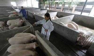 非洲猪瘟发病后，养殖户囤积剩下的饲料可以给没发病地区的生猪喂养吗会不会传染